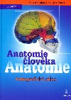 Anatomie člověka