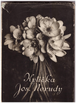 Kytička Josefa Nerudy