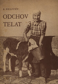 Odchov telat