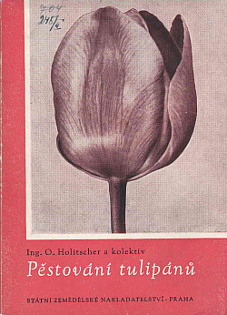 Pěstování tulipánů