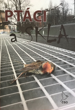 Ptáci a skla